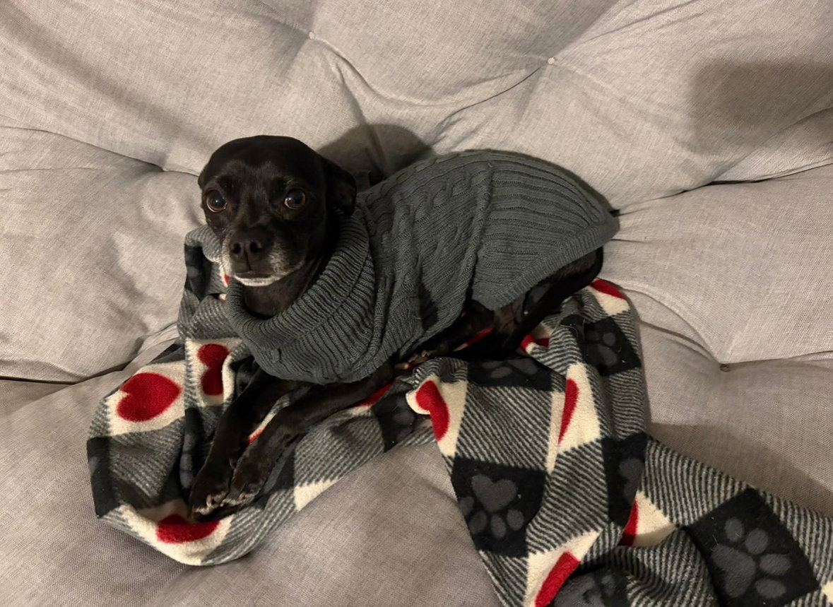 FOSTER ME - Cookie