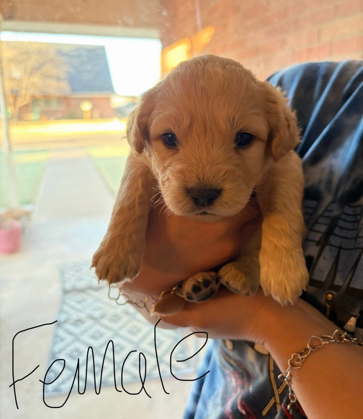 Butterscotch - ADOPTION IN PROCESS