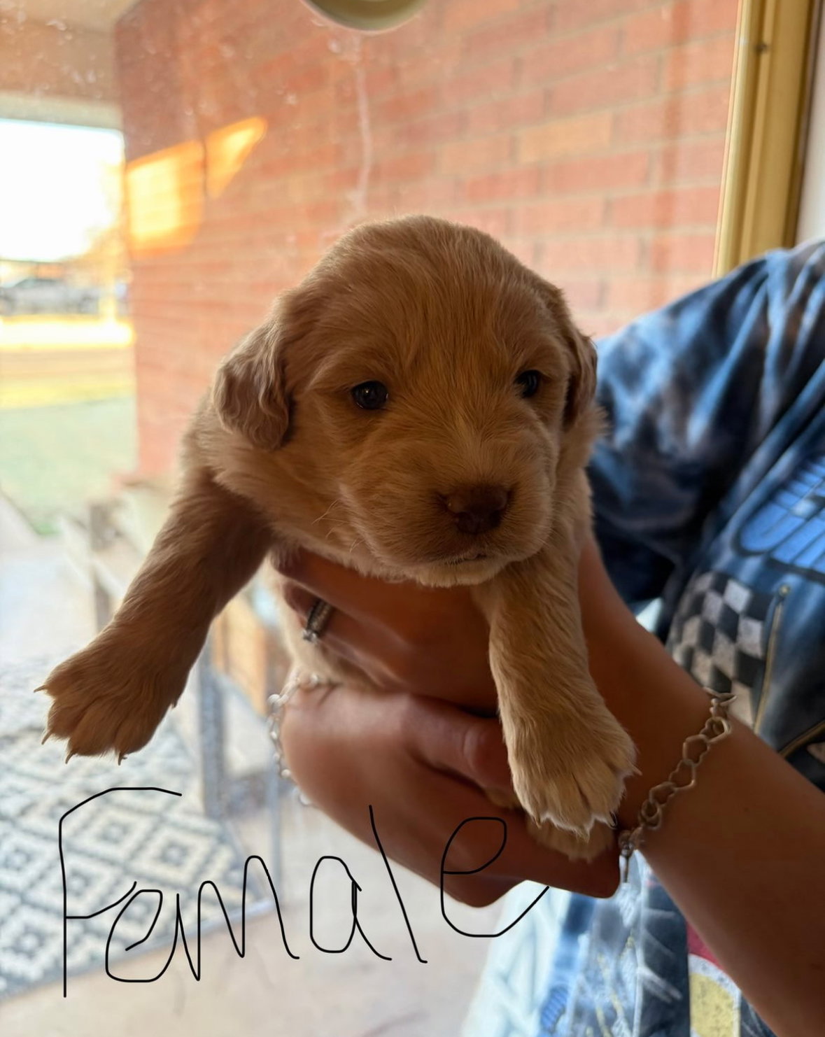 Skittles - ADOPTION IN PROCESS