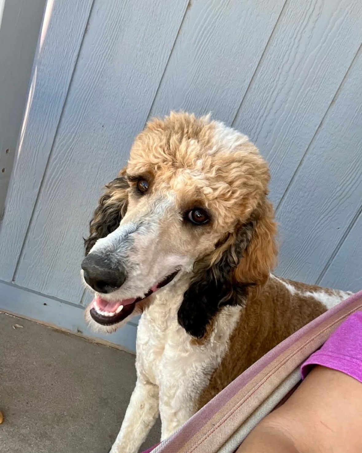 Poodle