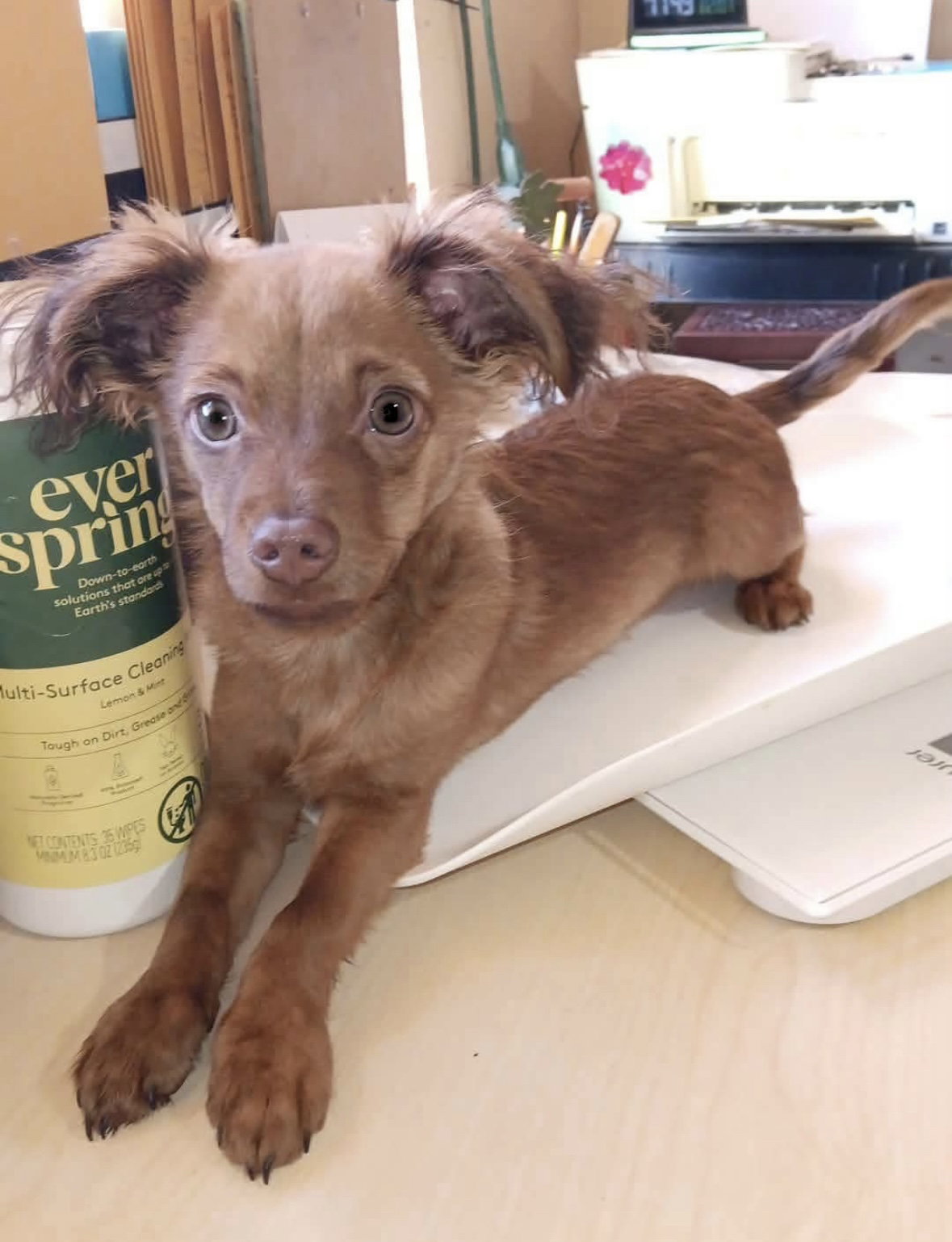 Chihuahua