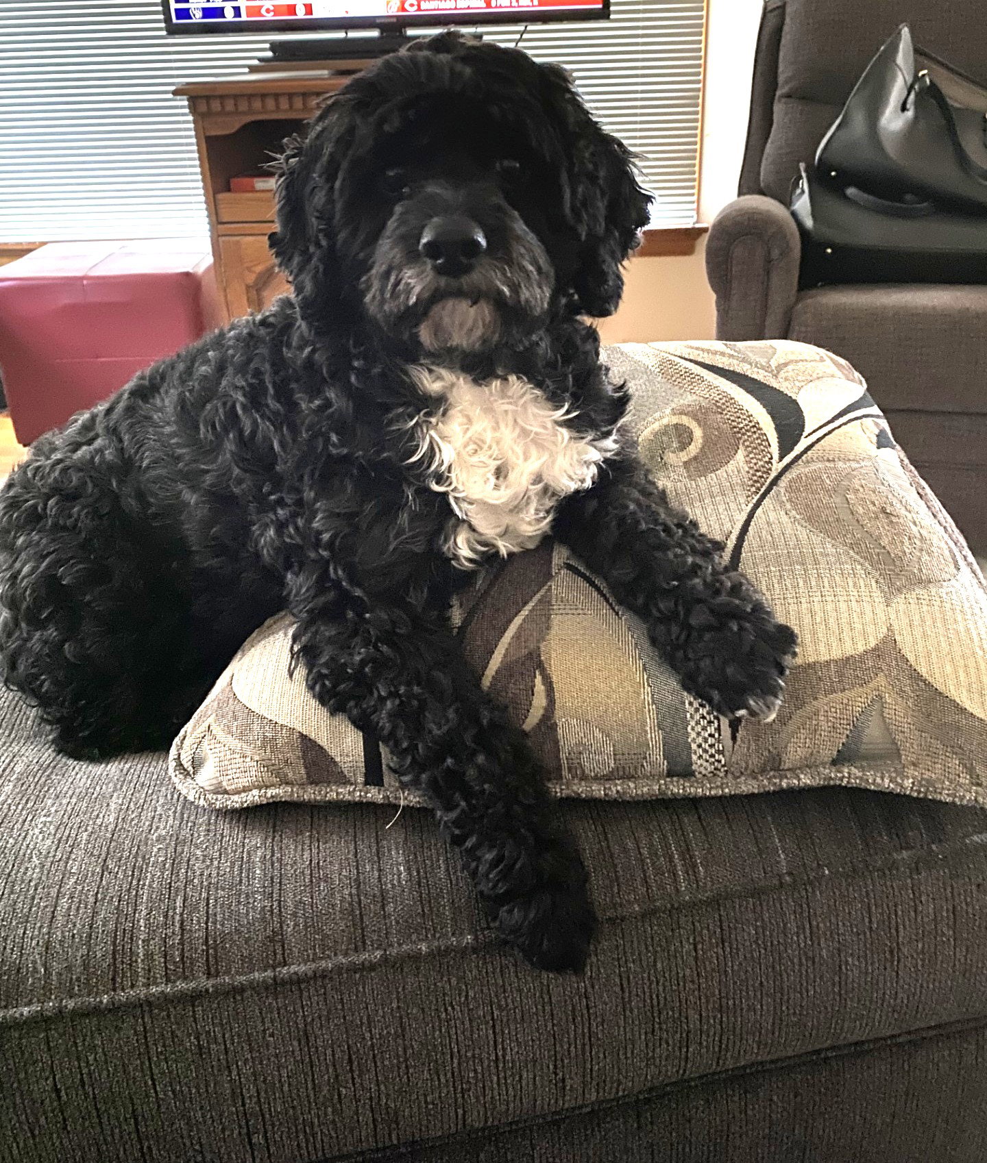 Stella