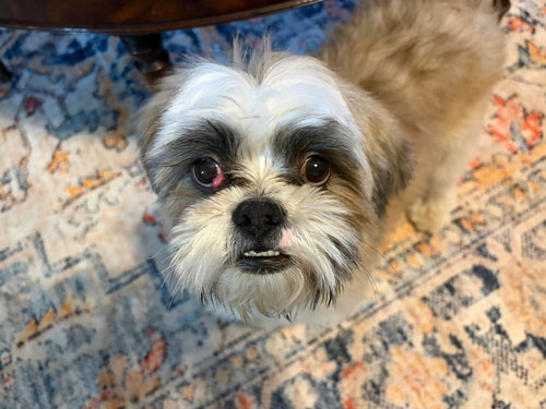 Oakley - ADOPTION IN PROCESS, an adoptable Shih Tzu in Grafton, WI