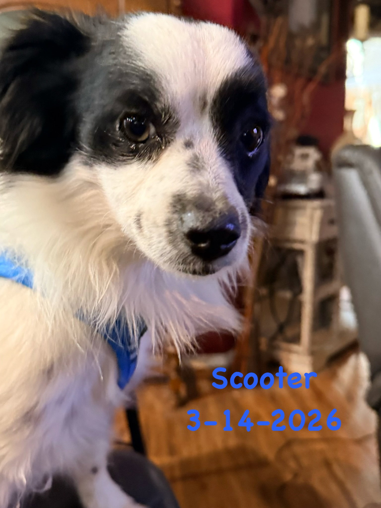 Scooter - ADOPTION IN PROCESS