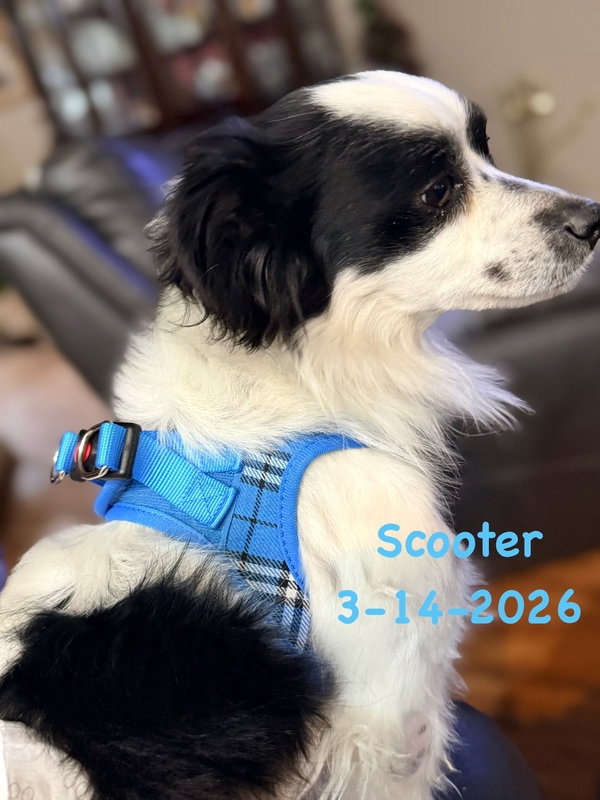 Scooter - ADOPTION IN PROCESS