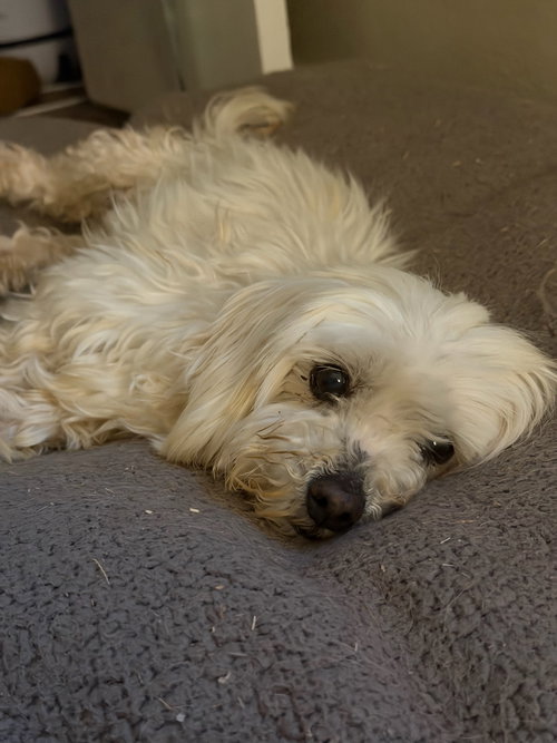 Benny Blanco - ADOPTION IN PROCESS, an adoptable Maltese in Grafton, WI