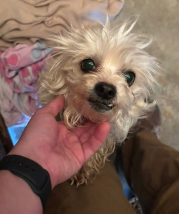 Tiffany - ADOPTION IN PROCESS, an adoptable Yorkshire Terrier Yorkie in Grafton, WI