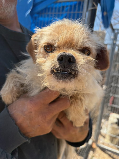 Harry Winston, an adoptable Yorkshire Terrier Yorkie in Grafton, WI