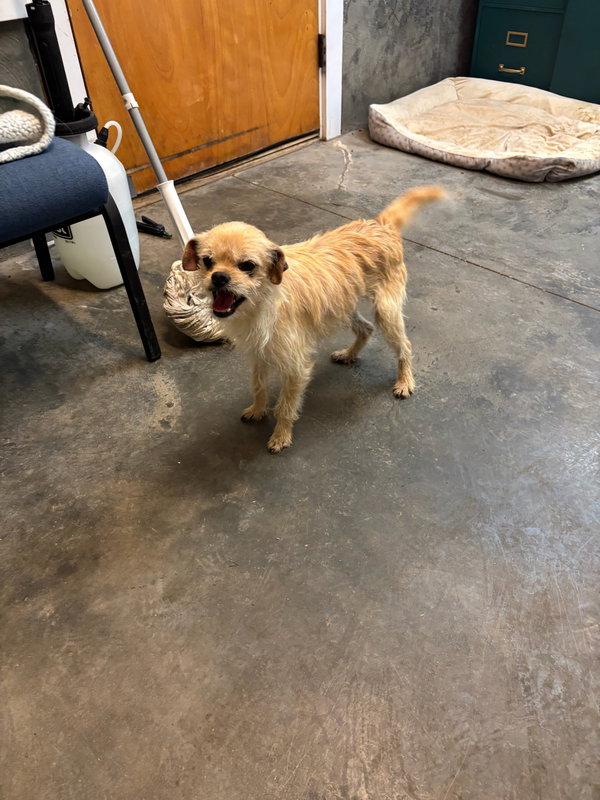 Harry Winston - ADOPTION IN PROCESS