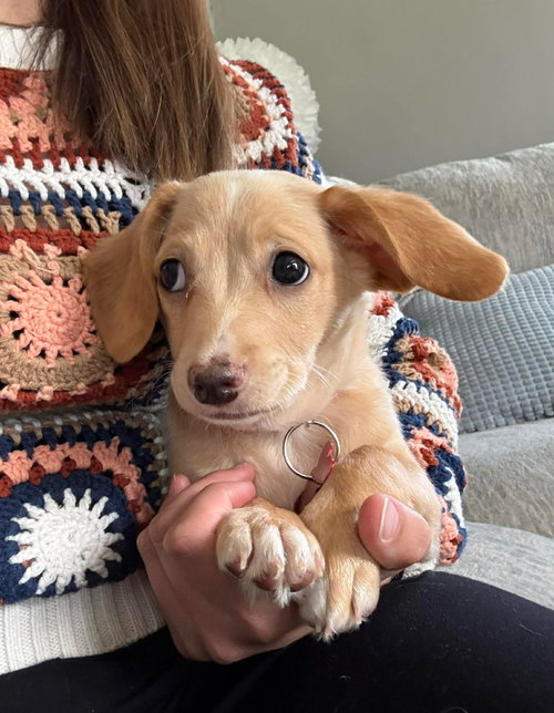Matisse, an adoptable Chihuahua in Grafton, WI