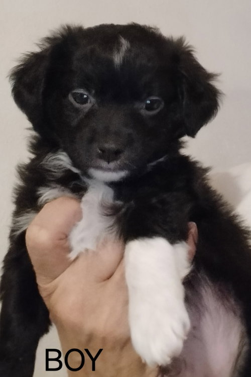 Monet, an adoptable Chihuahua in Grafton, WI