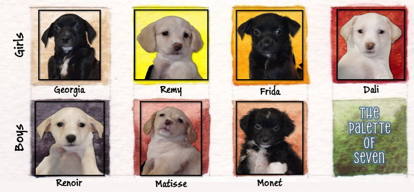 Remy - ADOPTION IN PROCESS
