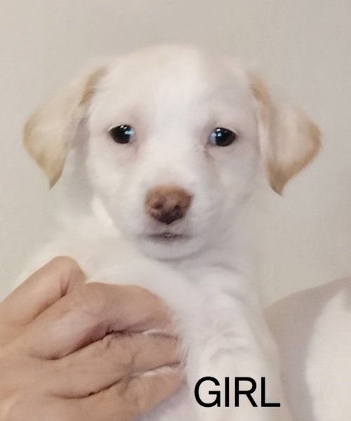 SPONSOR OR FOSTER ME - Dali, an adoptable Chihuahua in Grafton, WI