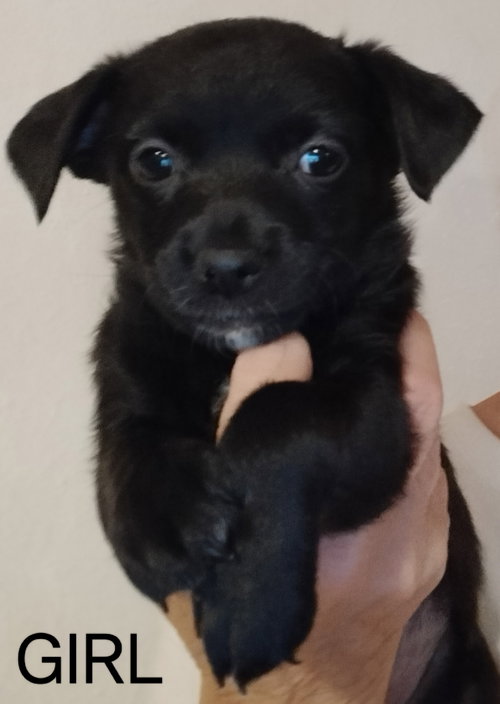 Frida - ADOPTION IN PROCESS, an adoptable Chihuahua in Grafton, WI
