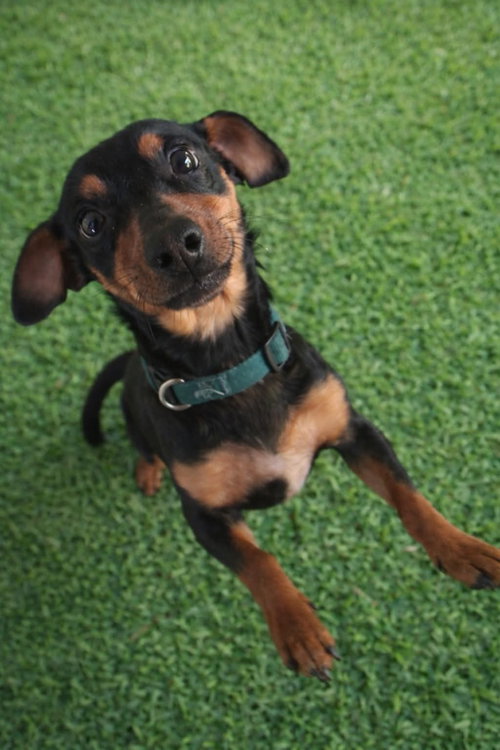 Slinky - ADOPTION IN PROCESS, an adoptable Dachshund in Grafton, WI