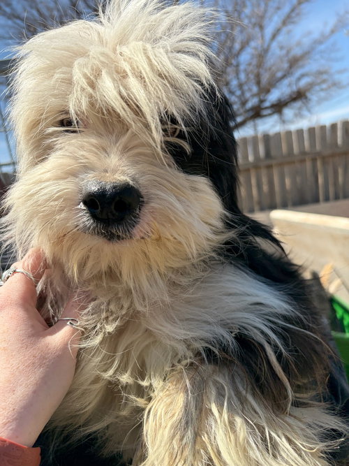Prince - ADOPTION IN PROCESS, an adoptable Maltese in Grafton, WI
