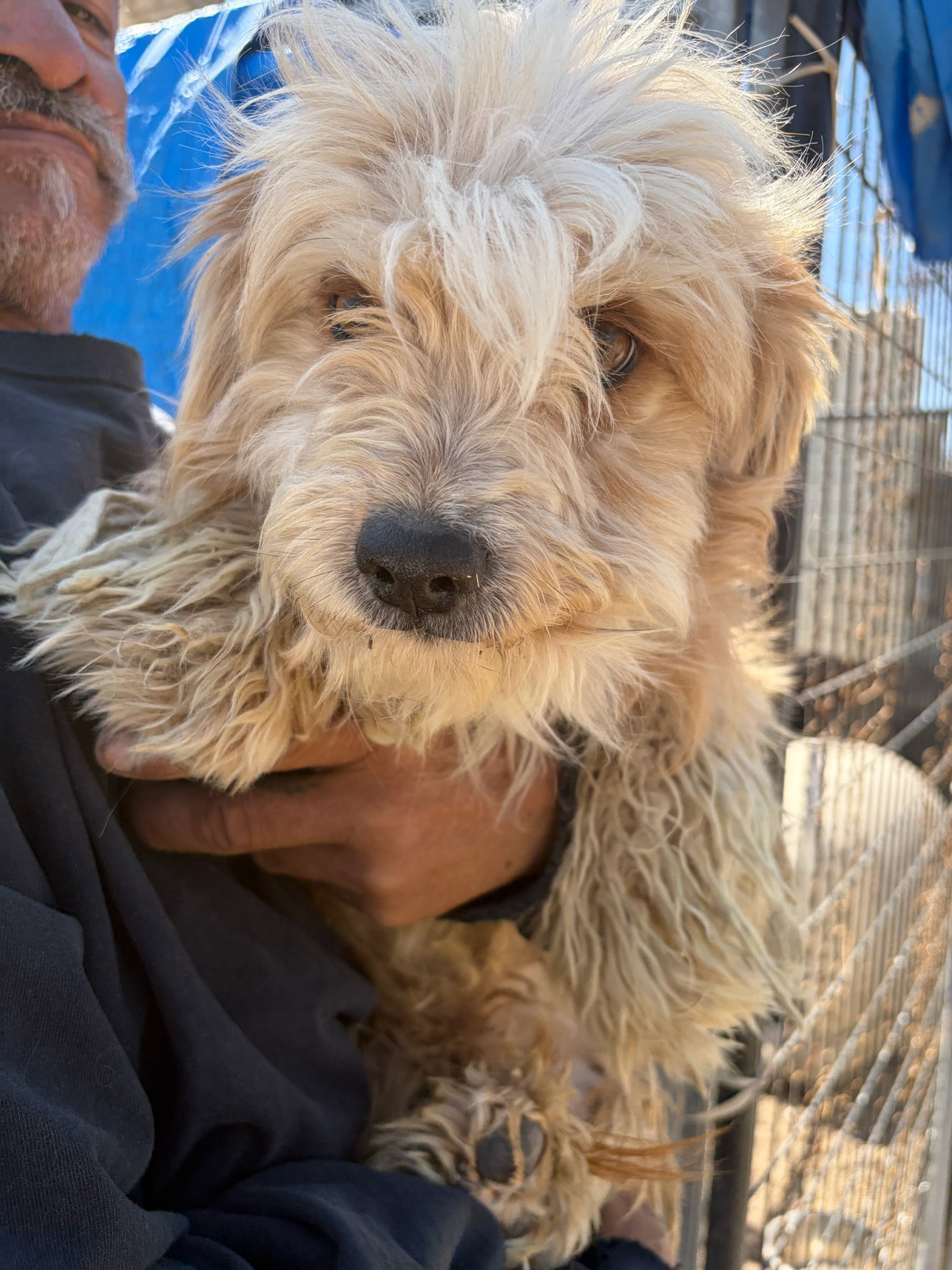 Cartier - ADOPTION IN PROCESS