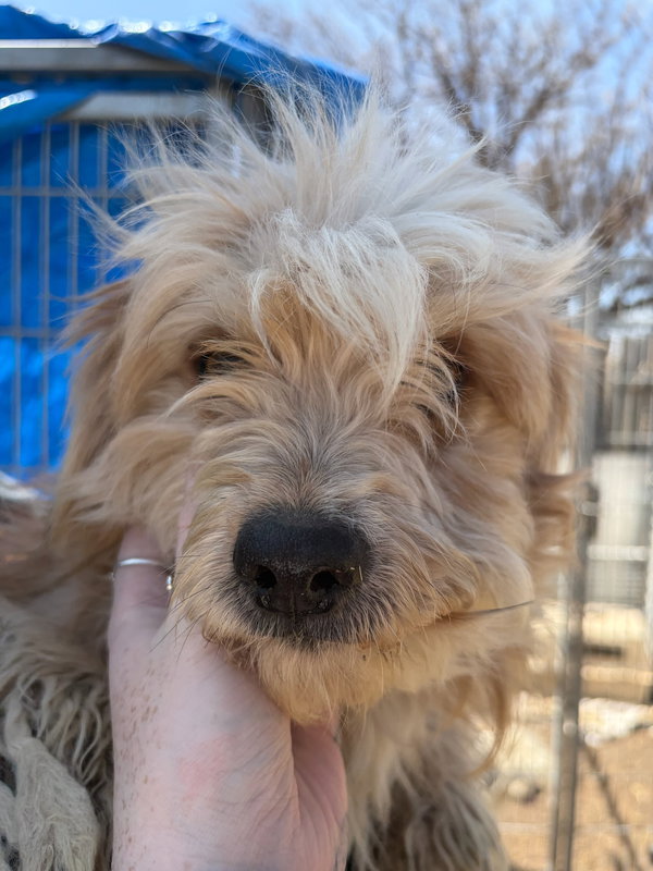 Cartier - ADOPTION IN PROCESS