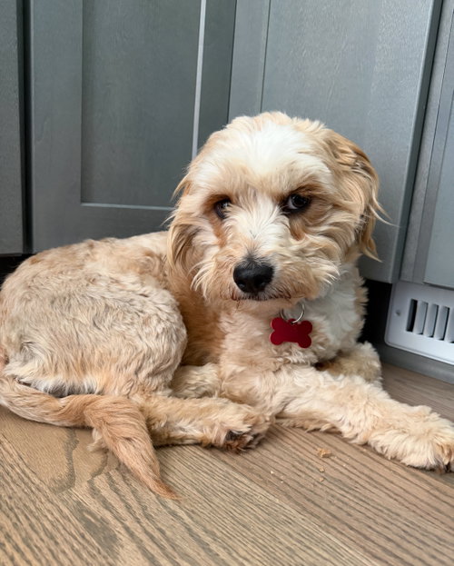 Cartier, an adoptable Yorkshire Terrier Yorkie in Grafton, WI
