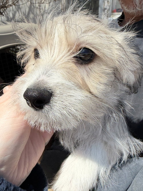 Kermit - ADOPTION IN PROCESS, an adoptable Dachshund in Grafton, WI