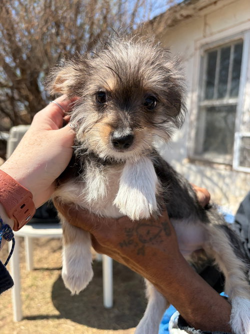 Miss Piggy, an adoptable Dachshund in Grafton, WI