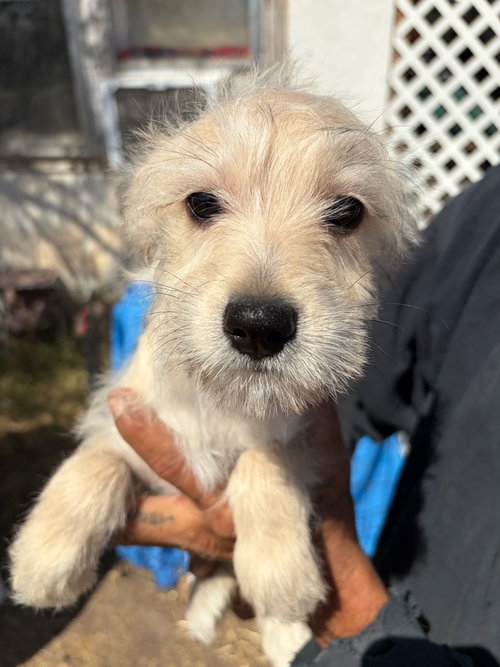 Gonzo, an adoptable Dachshund in Grafton, WI