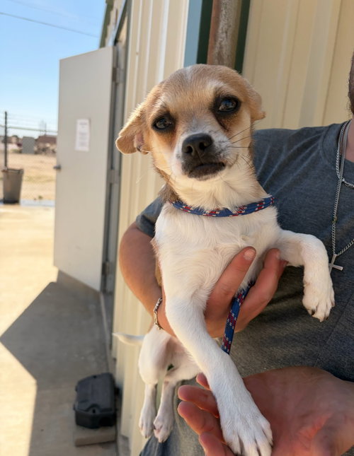 SPONSOR ME - Roger, an adoptable Chihuahua in Grafton, WI