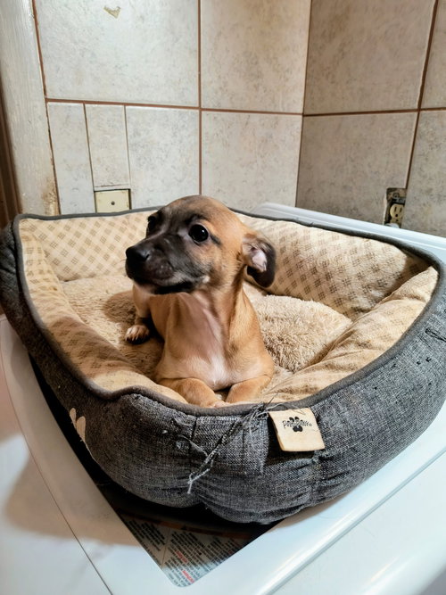 Cabo, an adoptable Chihuahua in Grafton, WI