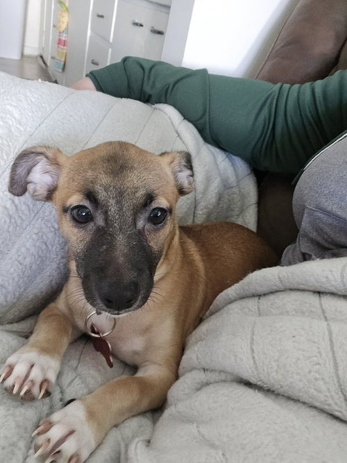 Cabo, an adoptable Chihuahua in Grafton, WI