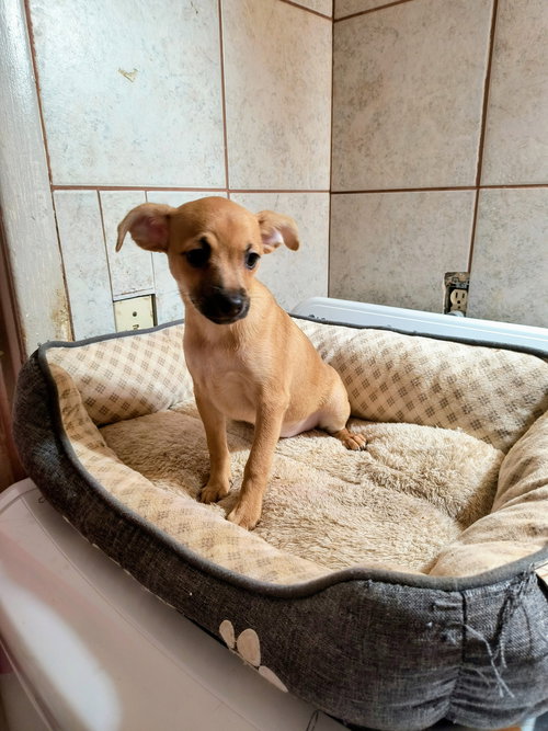 Cancun, an adoptable Chihuahua in Grafton, WI