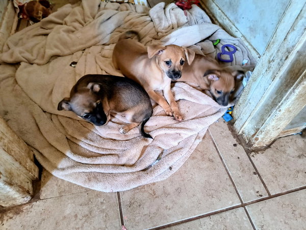 Celaya - ADOPTION IN PROCESS