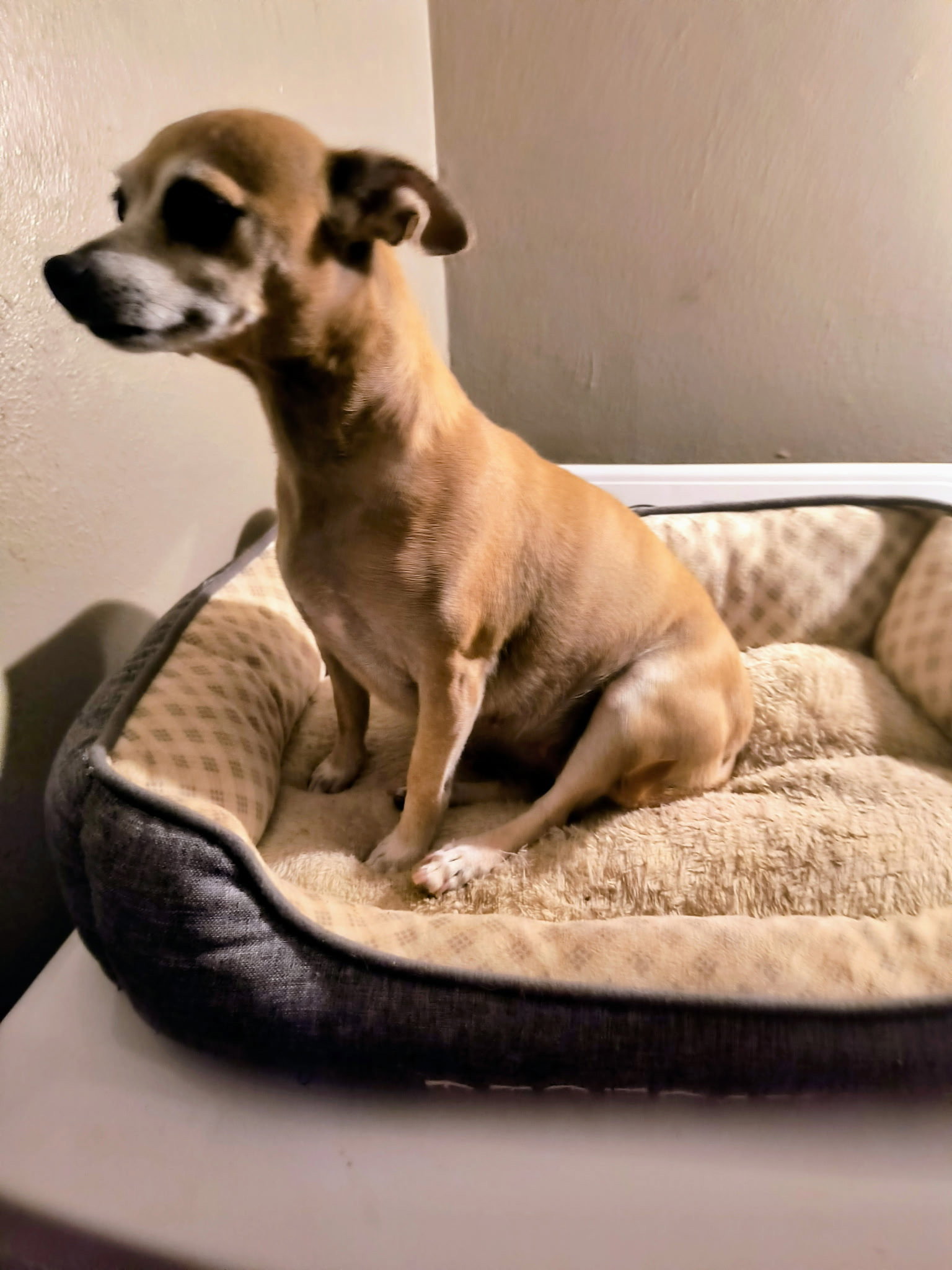 Mama Coco - ADOPTION IN PROCESS