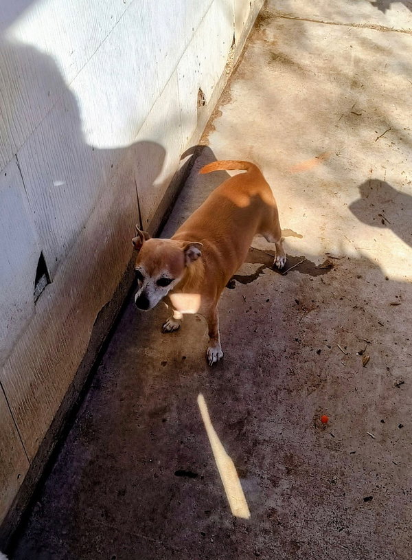 Mama Coco - ADOPTION IN PROCESS
