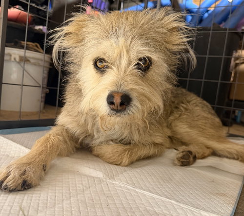Max, an adoptable Terrier in Grafton, WI