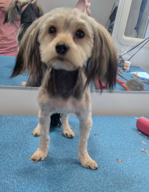 Ruby - ADOPTION IN PROCESS, an adoptable Yorkshire Terrier Yorkie in Grafton, WI