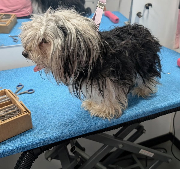 Ruby - ADOPTION IN PROCESS