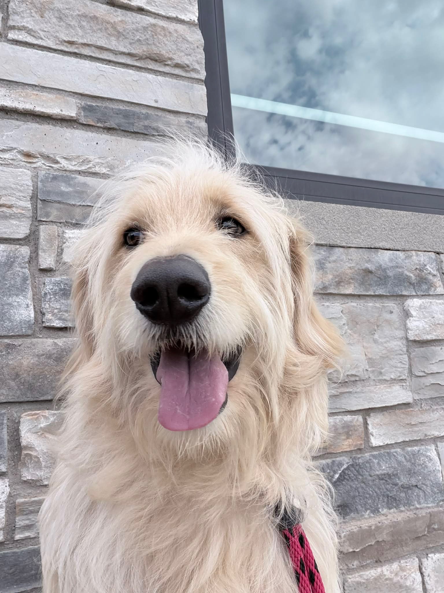 Sampson - ADOPTION IN PROCESS