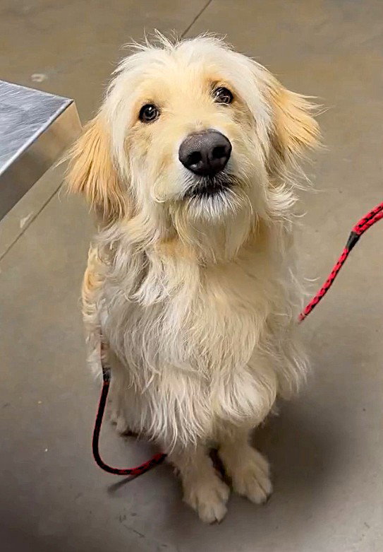 Sampson - ADOPTION IN PROCESS