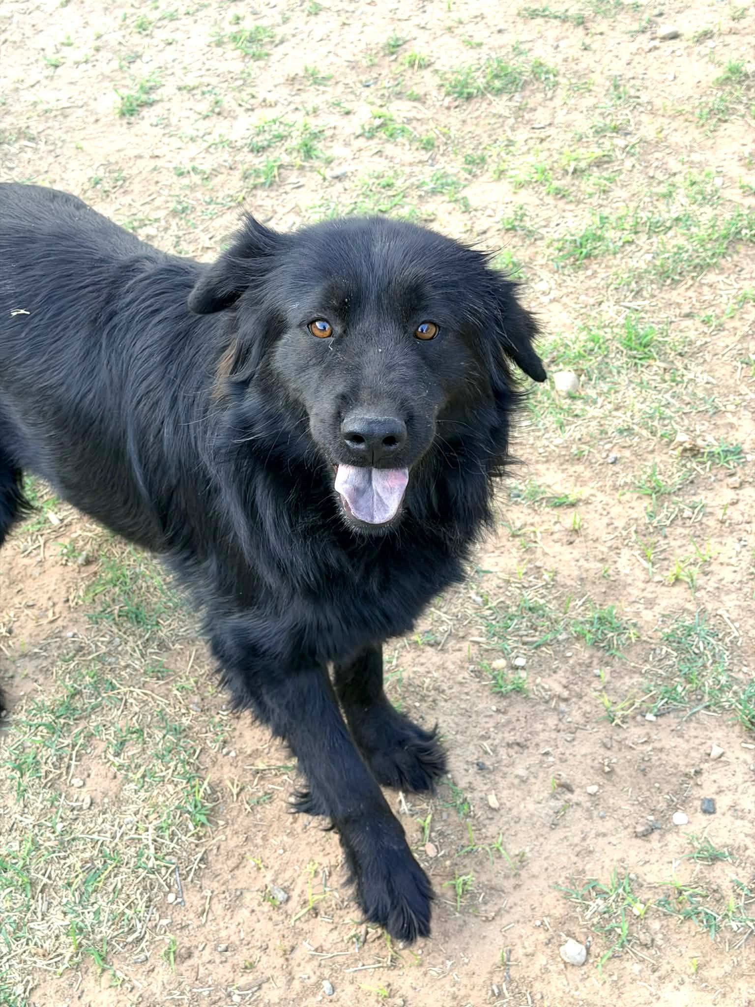 Hope - ADOPTION IN PROCESS