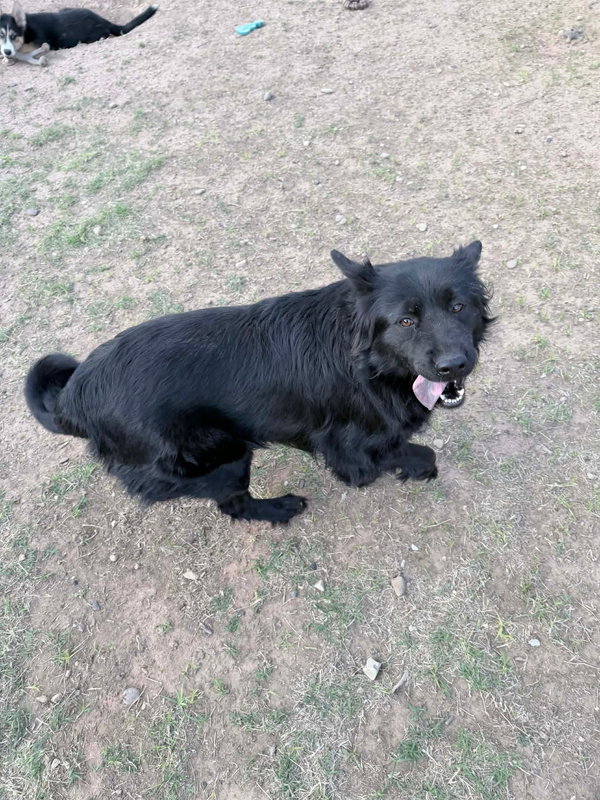 Hope - ADOPTION IN PROCESS