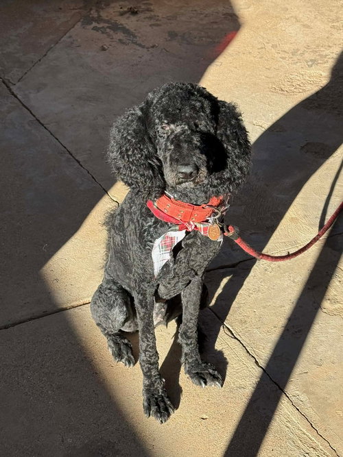 Olive- ADOPTION IN PROCESS, an adoptable Poodle in Grafton, WI