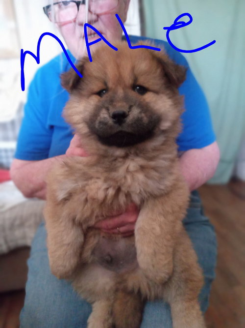 Danny - ADOPTION IN PROCESS