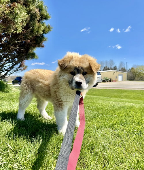 Putzie, an adoptable Chow Chow in Grafton, WI
