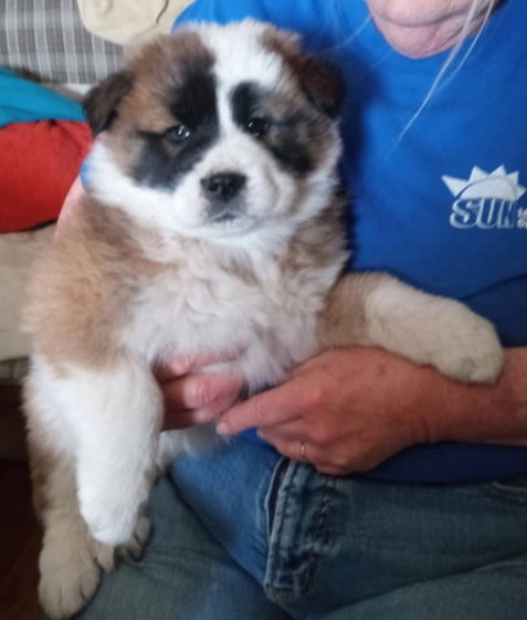 Rizzo - ADOPTION IN PROCESS