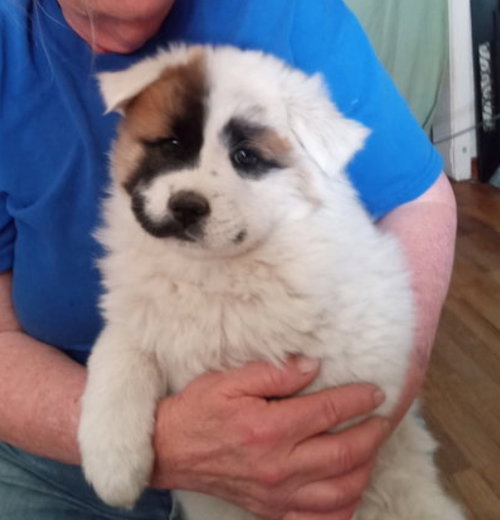 Frenchy - ADOPTION IN PROCESS
