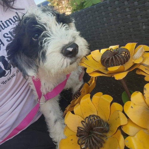 FOSTER ME - Sunflower, an adoptable Poodle in Grafton, WI