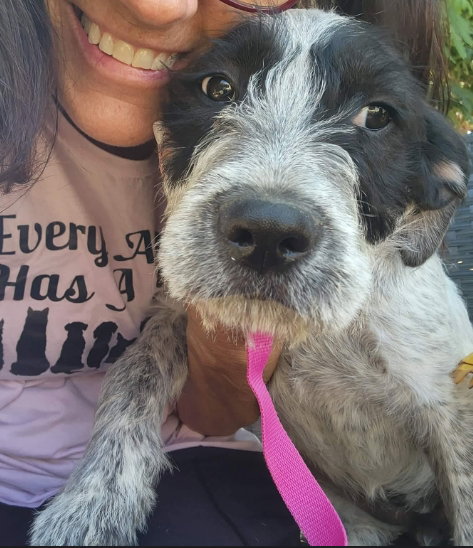 FOSTER ME - Peony, an adoptable Poodle in Grafton, WI
