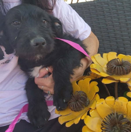 FOSTER ME - Daisy, an adoptable Poodle in Grafton, WI