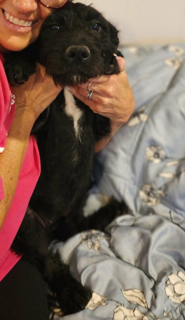 Daisy - ADOPTION IN PROCESS