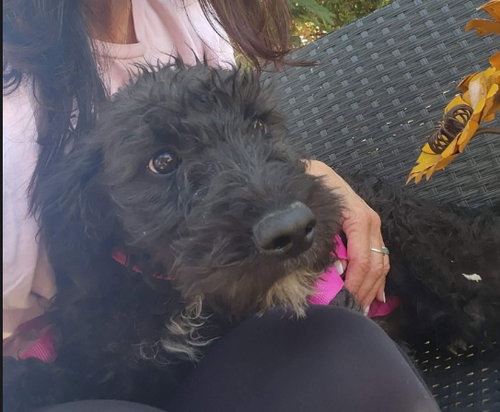Daffodil, an adoptable Poodle in Grafton, WI